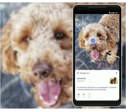 Google Lens features dog identification